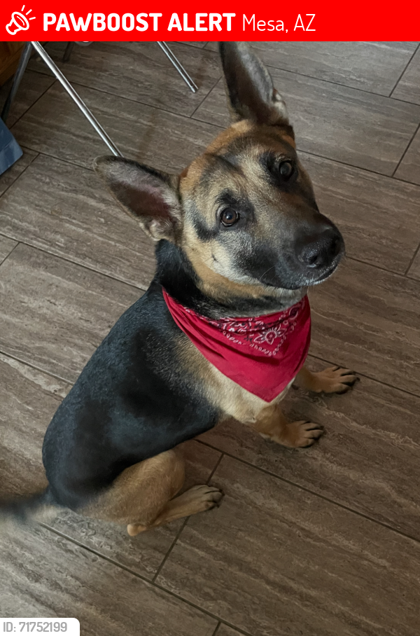 Lost Male Dog last seen Got out on Broadway and Sixty; last seen on Southern Ave and Gilbert Rd, Mesa, AZ 85201
