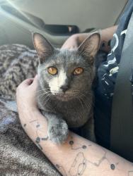 Lost Male Cat last seen Paddocks rd Conroe Texas , Conroe, TX 77306