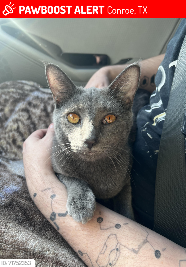 Lost Male Cat last seen Paddocks rd Conroe Texas, Conroe, TX 77306
