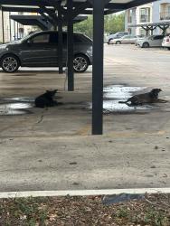 Reunited Unknown Dog last seen By Ingram, San Antonio, TX 78238
