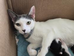 Lost Female Cat last seen Powering Rd, Haines City, FL 33844