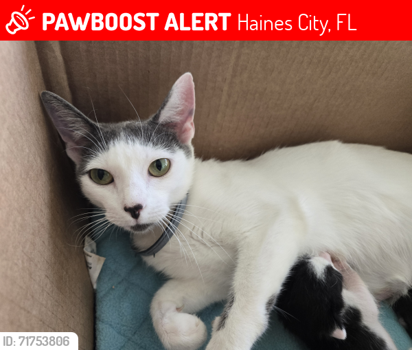 Lost Female Cat last seen Powering Rd, Haines City, FL 33844