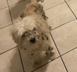 Lost Male Dog last seen Glenhurst Ave. & Garden Ave., Los Angeles CA 90039, Los Angeles, CA 90039