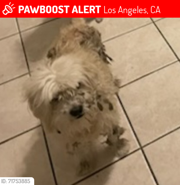 Lost Male Dog last seen Glenhurst Ave. & Garden Ave., Los Angeles CA 90039, Los Angeles, CA 90039
