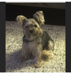 Reunited Male Dog last seen Near S Union St, Richmond, TX 77469, USA, Richmond, TX 77469