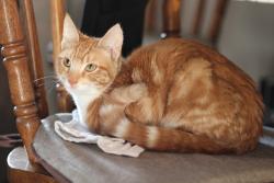 Reunited Female Cat last seen Penitencia creek rd and dorel Dr, San Jose, CA 95132