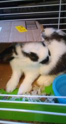 Lost Female Rabbit last seen 45th ave between melrose ave and ygnacio ave, Oakland, CA 94601