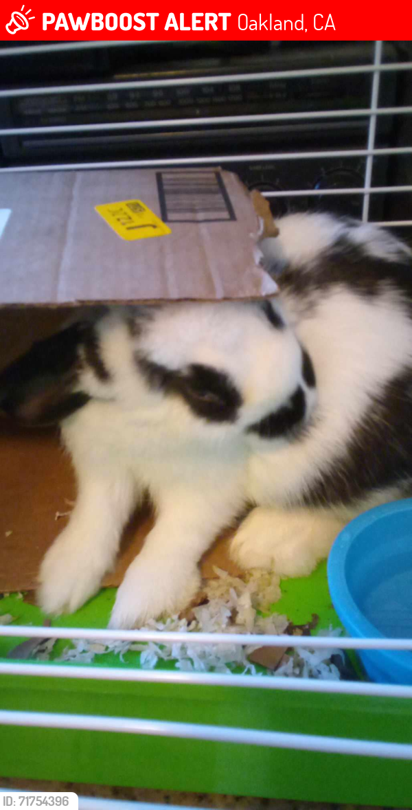 Lost Female Rabbit last seen 45th ave between melrose ave and ygnacio ave, Oakland, CA 94601