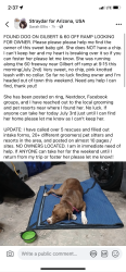 Reunited Female Dog last seen The 60 and Gilbert road , Mesa, AZ 85203
