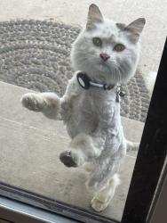 Lost Female Cat last seen Mcniece dr se , North Yelm, WA 98597