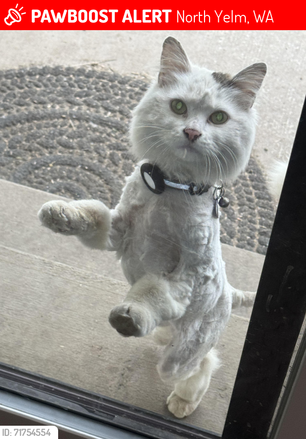 Lost Female Cat last seen Mcniece dr se , North Yelm, WA 98597