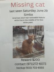 Lost Male Cat last seen SE suncrest Dr oregon , Portland, OR 97086