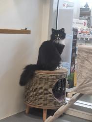 Lost Male Cat last seen Near S 6700 W, West Jordan, UT 84081