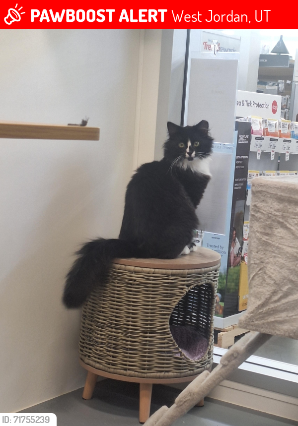Lost Male Cat last seen Near S 6700 W, West Jordan, UT 84081