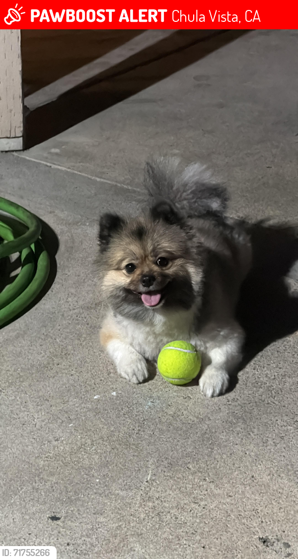 Lost Male Dog last seen Near palomar st, Chula Vista, CA 91911