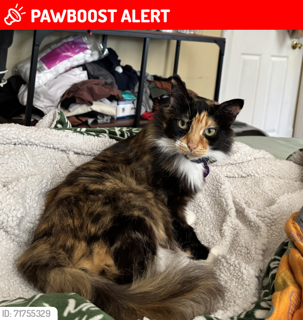 Lost Female Cat last seen Iverson Towers apmt Complex, Hillcrest Heights, MD 20748