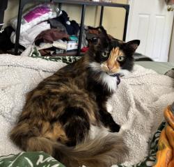 Lost Female Cat last seen Iverson Towers apmt Complex, Hillcrest Heights, MD 20748