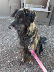 Lost Female Dog last seen Voorhees corner rd & rt 202, Raritan Township, NJ 08822