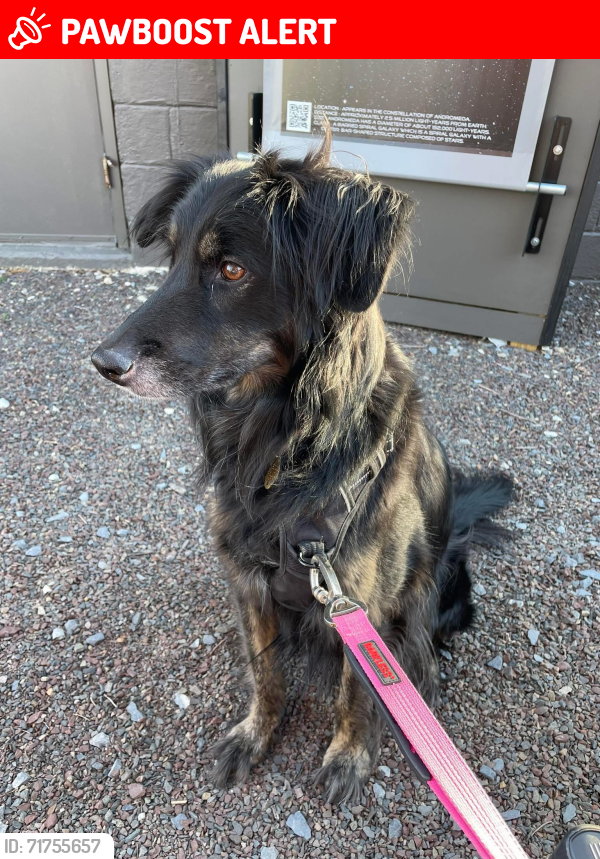 Lost Female Dog last seen Voorhees corner rd & rt 202, Raritan Township, NJ 08822