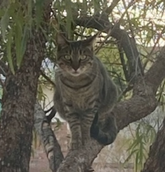 Lost Male Cat last seen NW of Power and McKellips 85215. The neighborhood behind HomeDepot., Mesa, AZ 85215