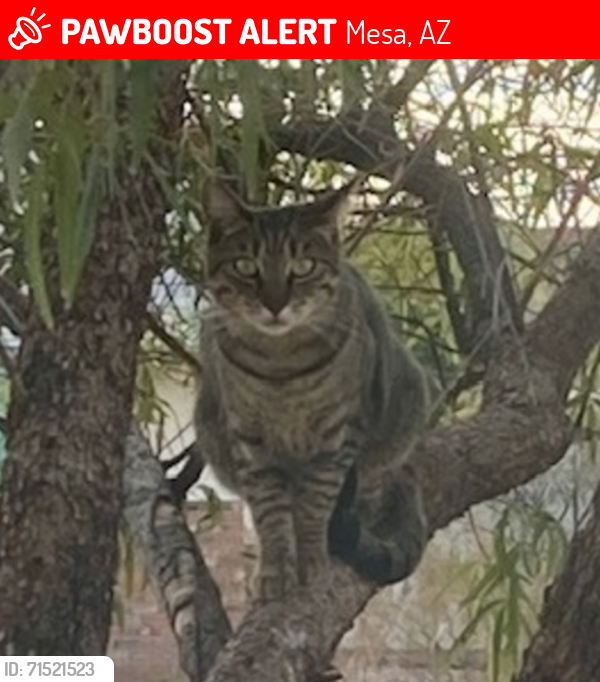 Lost Male Cat last seen NW of Power and McKellips 85215. The neighborhood behind HomeDepot., Mesa, AZ 85215