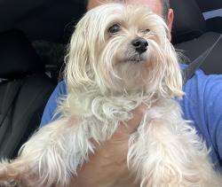 Lost Female Dog last seen cooper city elementary school, Cooper City, FL 33328