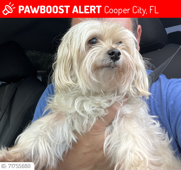 Lost Female Dog last seen cooper city elementary school, Cooper City, FL 33328