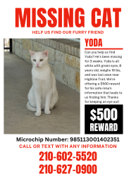 Lost Male Cat last seen Waterhole Ln & Highline Trl, San Antonio, TX 78261