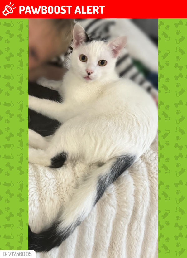 Lost Male Cat last seen Military & Lilac, Palm Beach Gardens, FL 33410