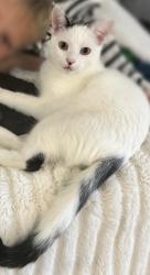 Lost Male Cat last seen Military & Lilac, Palm Beach Gardens, FL 33410