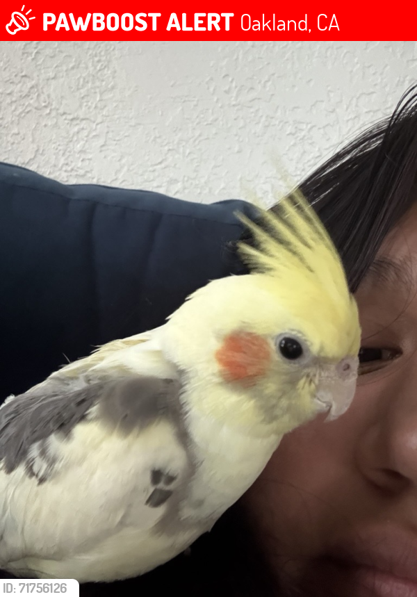 Lost Unknown Bird last seen Royal Anne St & 102nd, Oakland, CA 94603