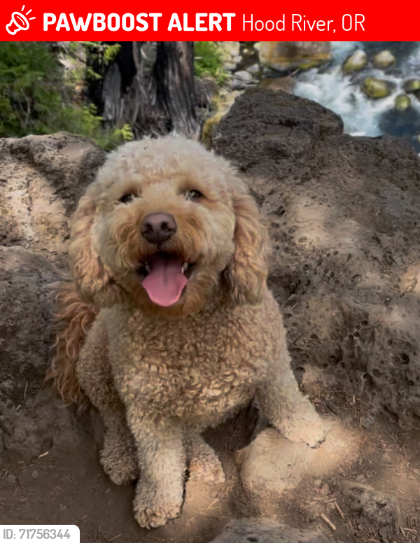 Lost Female Dog last seen Hood River Event Site , Hood River, OR 97031