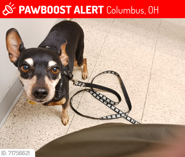 Lost Female Dog last seen Eakin rd , Columbus, OH 43204