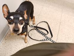 Lost Female Dog last seen Eakin rd , Columbus, OH 43204