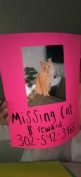Lost Male Cat last seen Bandera Road and Tezel Road by the dollar general , San Antonio, TX 78254