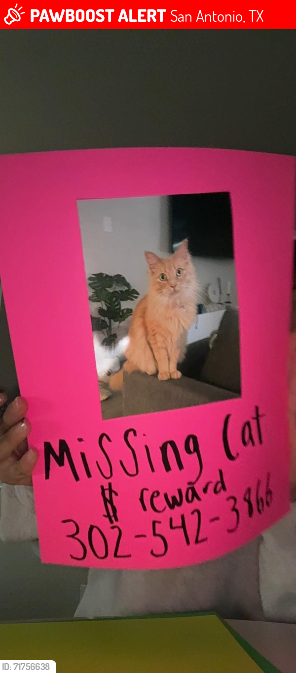 Lost Male Cat last seen Bandera Road and Tezel Road by the dollar general , San Antonio, TX 78254