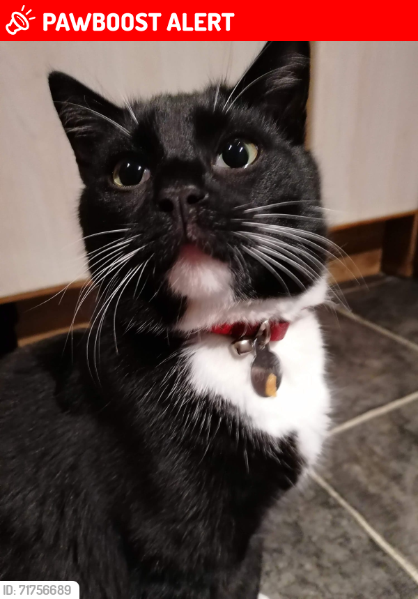 Lost Male Cat last seen Missing from Locksley Park, Belfast, Northern Ireland BT10