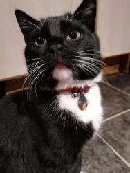 Lost Male Cat last seen Missing from Locksley Park, Belfast, Northern Ireland BT10