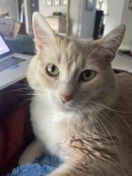 Lost Female Cat last seen Near Beechtree Drive , West Des Moines, IA 50265