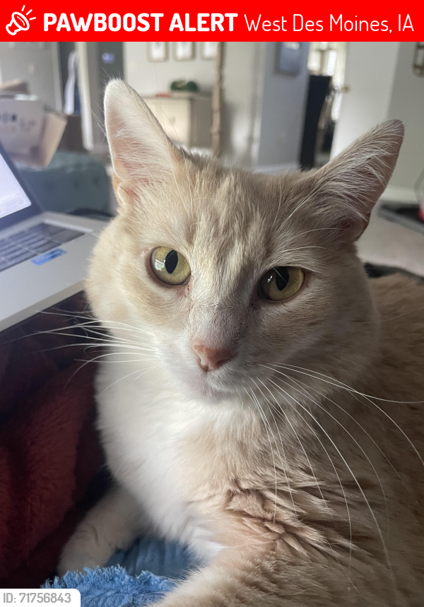 Lost Female Cat last seen Near Beechtree Drive, West Des Moines, IA 50265