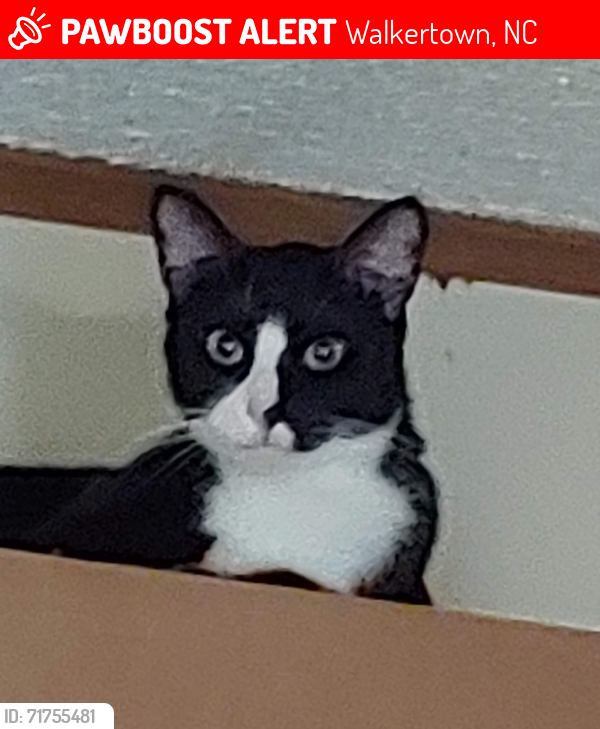 Lost Male Cat last seen Near Oak Branch Ln /Cain Forest, Walkertown, NC 27051