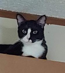 Lost Male Cat last seen Near Oak Branch Ln /Cain Forest, Walkertown, NC 27051