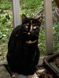 Found/Stray Unknown Cat last seen Tusculum Rd, Nashville, TN 37013
