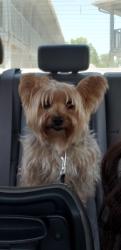 Lost Male Dog last seen 31st and Sheridan , Tulsa, OK 74129
