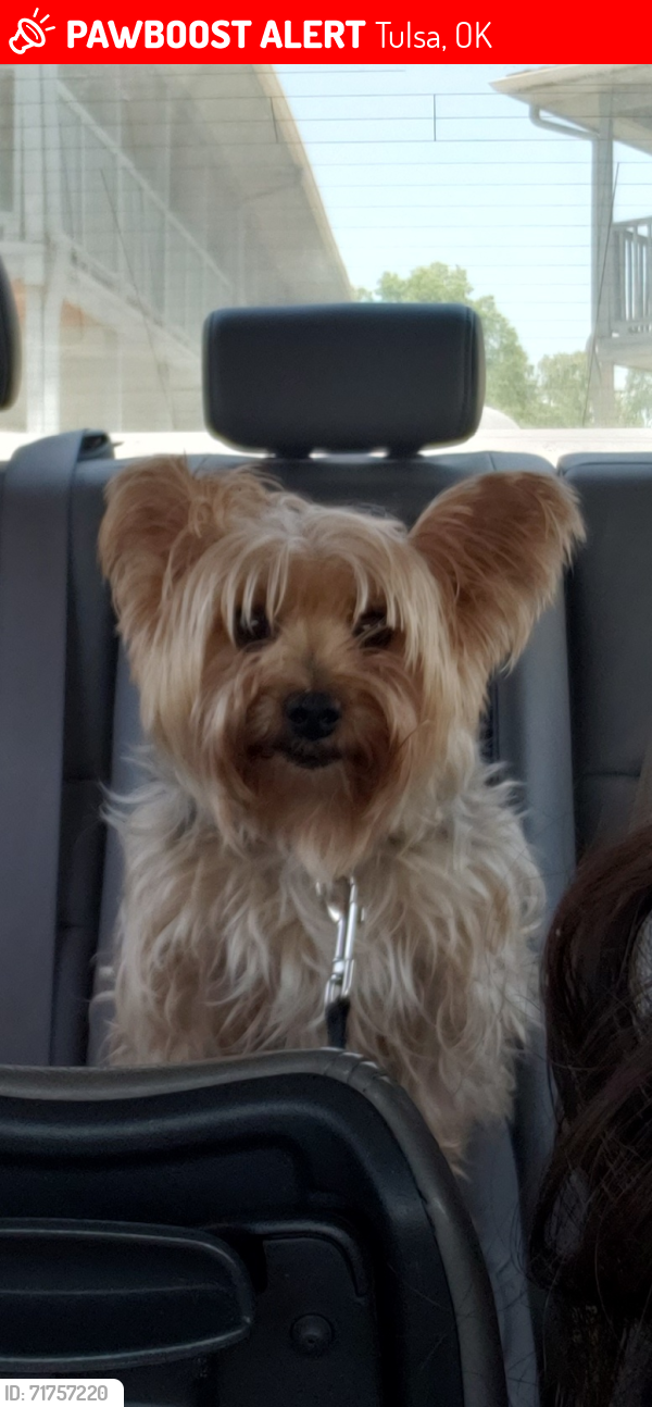 Lost Male Dog last seen 31st and Sheridan , Tulsa, OK 74129