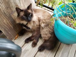Lost Male Cat last seen Armand Bayou Elementary, Houston, TX 77059