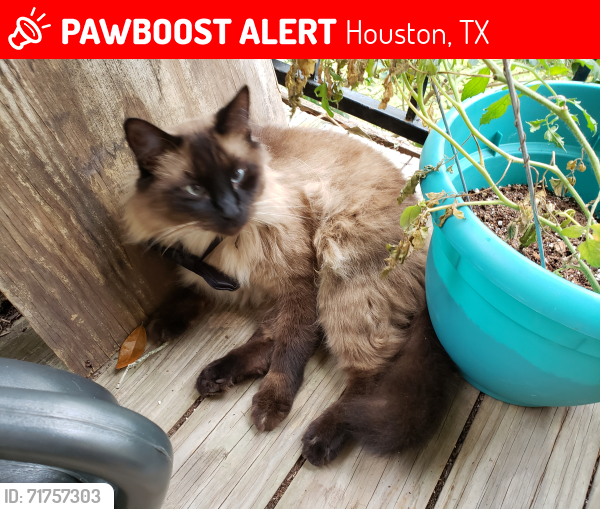 Lost Male Cat last seen Armand Bayou Elementary, Houston, TX 77059