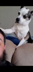 Lost Female Dog last seen Ben Day Murrin Rd , Fort Worth, TX 76126