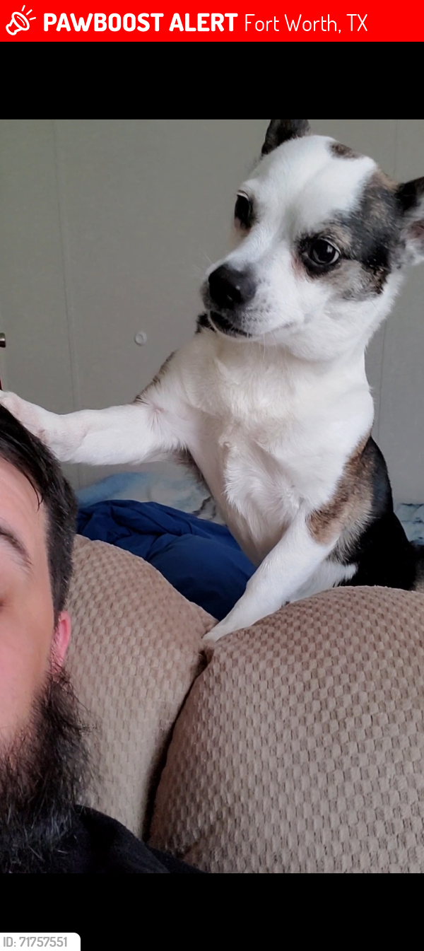 Lost Female Dog last seen Ben Day Murrin Rd , Fort Worth, TX 76126