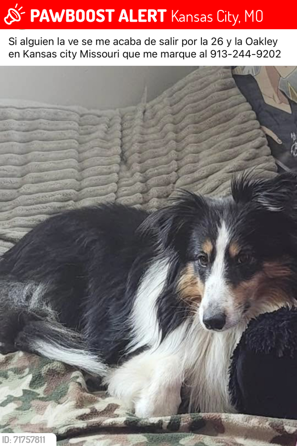 Lost Female Dog last seen Near and VanBrunt Blvd, Kansas City, MO 64127